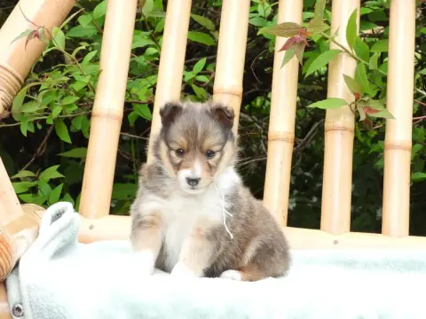 Shetland Sheepdog  Chiot N°4 Du Sapin Vert