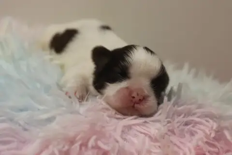Shih Tzu  Beauty De La Ferme Des Mottes photo 3