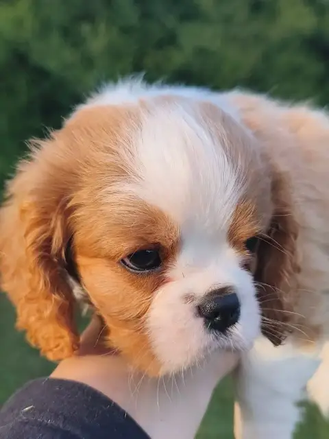 Cavalier King Charles Spaniel  Chiot N°1 Des Princes  c9052
