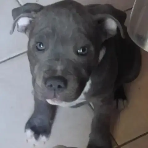 Chiots Staffie Bleu