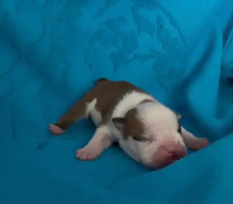 Bulldog Anglais  Chiot 6 Des Praz D'Orépac