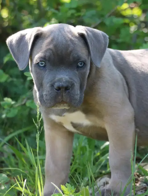 Cane Corso  Bolt Dei Protettori Della Corona photo 2