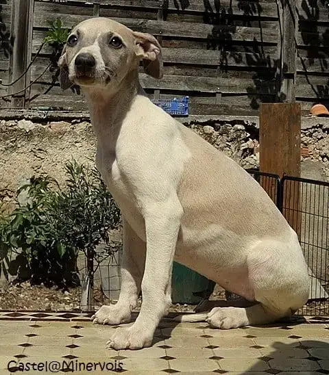 Whippet  Bb Love Du Castel Minervois photo 2