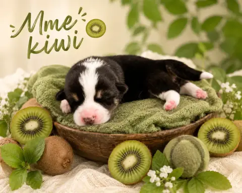 Welsh Corgi Pembroke  Mme Kiwi De L'Orée Du Royaume D 7311a