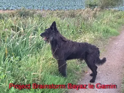 Berger De Picardie  Chiot N°1 Des Brumes De Sirius photo 2