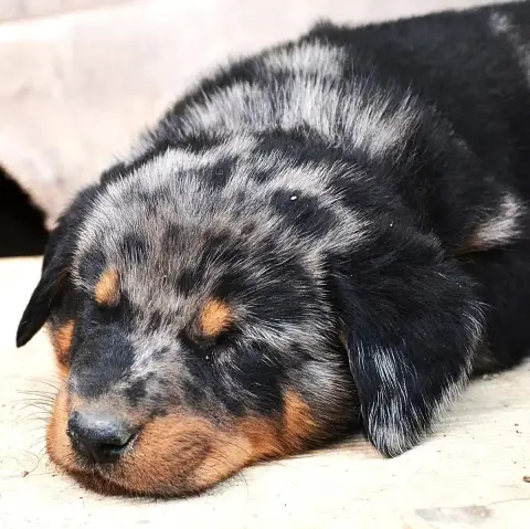 Berger De Beauce  Chiot 4 Arlequin De La Noé Du Jardi 6333c