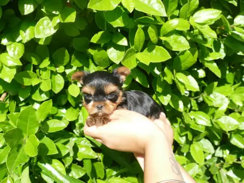 Yorkshire Terrier photo 2