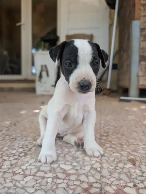 Parson Russell Terrier  Chiot N°2 Budawang photo 2