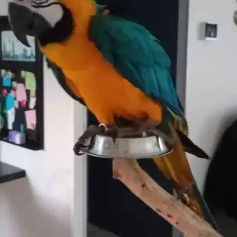 Margot: Ara Ararauna