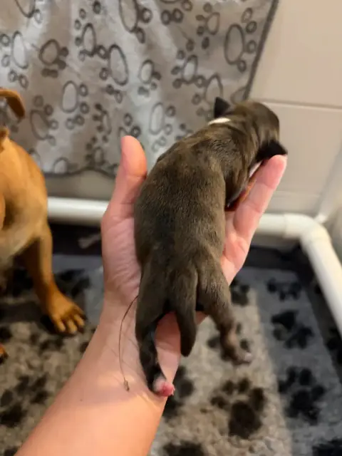 Staffordshire Bull Terrier 
                        B 304bb photo 2