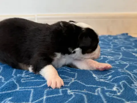 Berger Australien  Chiot 11 Au Royaume Des Jolies Per 83893 photo 2