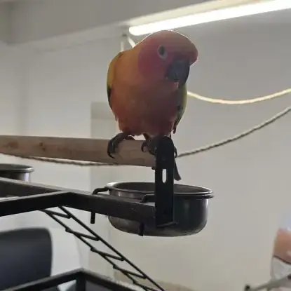 Conure Soleil