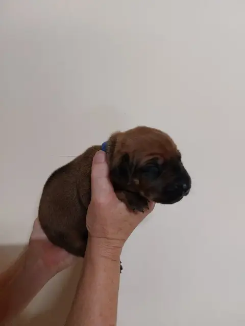 Rhodesian Ridgeback 
                        Collier  4f9f4 photo 2