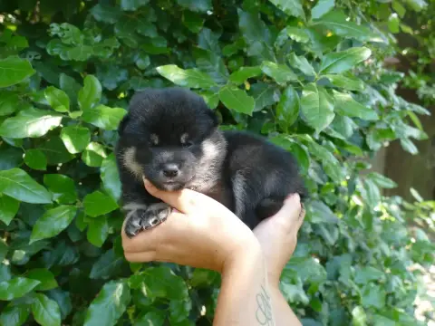 Shiba photo 2