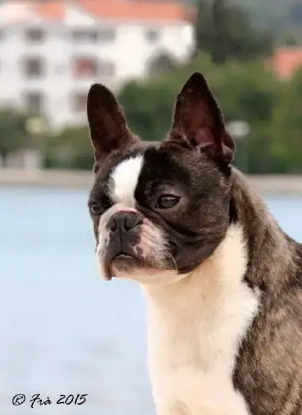 Boston Terrier  Chiot 1 Des Petits Anges Noirs photo 2