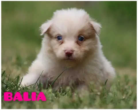 Berger Australien  Balia White Snow Sheperds