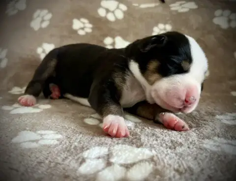 Grand Bouvier Suisse