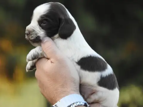 Cocker Spaniel Anglais 
                        Chiot b19f5 photo 2