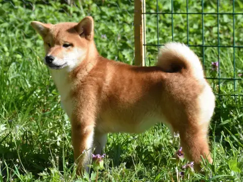 Shiba photo 2