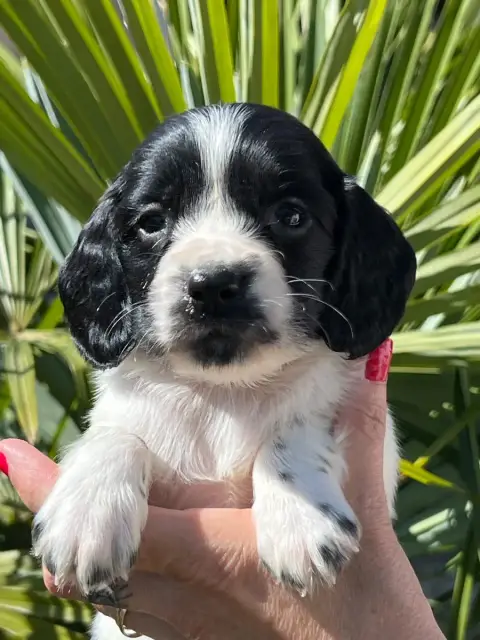 English Springer Spaniel  Chiot N°5 De Torlhak