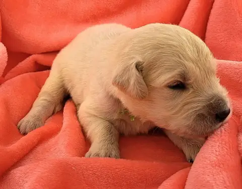 Golden Retriever  Balto photo 3