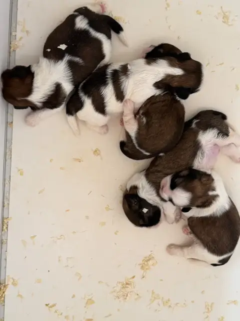 Shih Tzu  Chiot N°2 Du Moulin De Madjurie