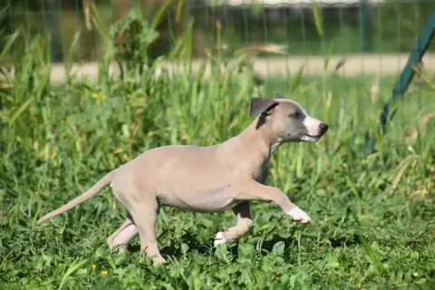 Whippet  Biscuit Au Citron Des Milles Folies photo 2