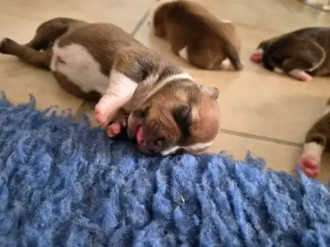 Staffordshire Bull Terrier  Chiot 4 De Gaia Vlka