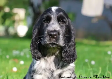Cocker Spaniel Anglais  Bavarois Du Bois De Morchène 2857e photo 3