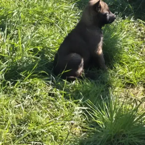 Chiots Tervueren