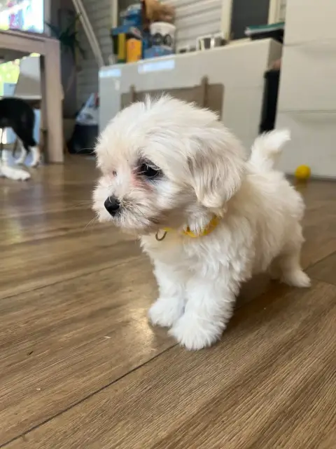 Coton De Tulear 
                        Bonnie Des M 5927d photo 3