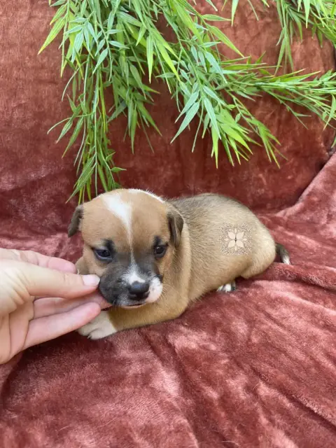 Staffordshire Bull Terrier