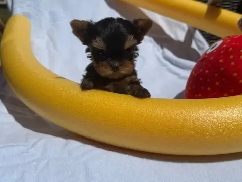 Yorkshire Terrier  Chiot N°1 Du Moulin De Madjurie