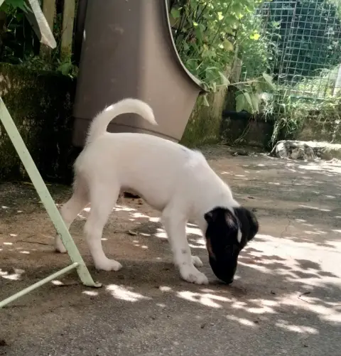 Fox Terrier Poil Lisse  Black And White De La Rose Ma 8c5ed