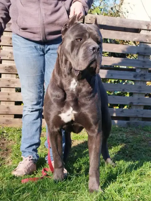 Cane Corso  Chiot N°3 Noir Bringé Valma'S Signature 145b3