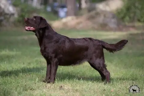 Labrador Retriever  Collier Rose Du Domaine Des Euran 02fd6 photo 3