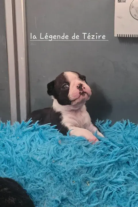Boston Terrier  Chiot 3 De La Légende De Tézire