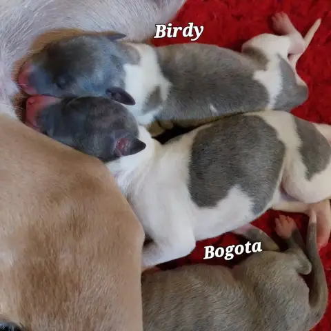 Whippet  Birdy Last Adventure photo 3