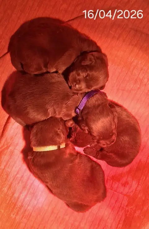 Labrador Retriever  Chiot 4 Du Domaine Des Eurantes 1c8ca