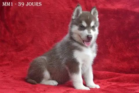 Siberian Husky  Brownie De La Source Du Montet photo 2