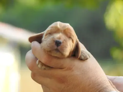 Cocker Spaniel Anglais 
                        B6 Du e401c