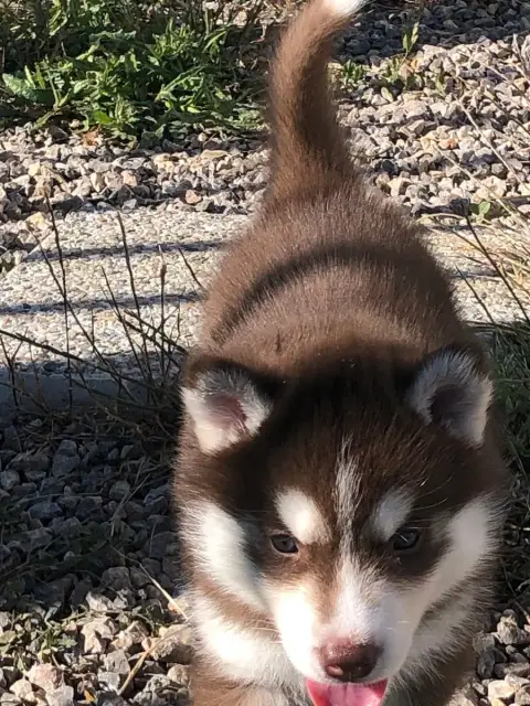 Siberian Husky  Collier Vert Of The Southern Mountain bbfcd