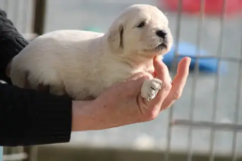 Golden Retriever  Chiot N°8 Des Romarins De Mayerling 8a3fc photo 2