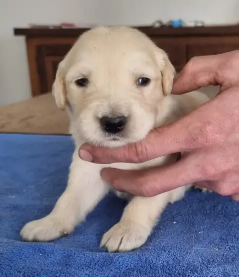 Golden Retriever  Chiot N°3 Des Hirondelles Du Voyage ad47f photo 3