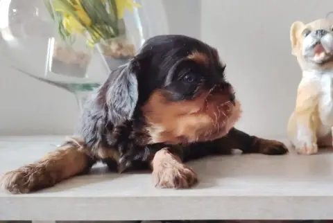 Cavalier King Charles Spaniel  Chiot N°1 Du Puits Des e0520