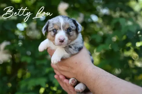 Welsh Corgi Cardigan  Betty Lou Of Arcadia’S Dream