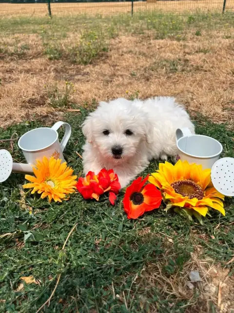 Coton De Tulear 
                        Betty De Jer 01abb