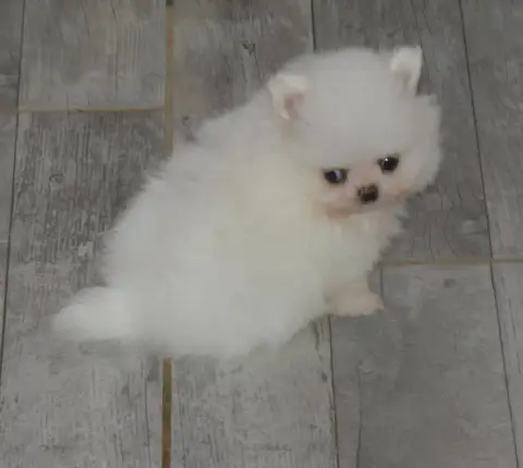 Spitz Allemand  Brielle Des Ptits Dragons De Cupidon 059b3