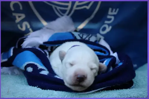 Berger Blanc Suisse  Miss Violette Des Sentinelles D' 5c7a4