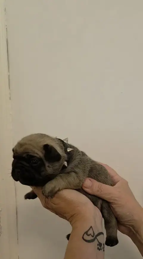 Bouledogue Français  Chiot N°3 De La Riviere De Sunny c73a7